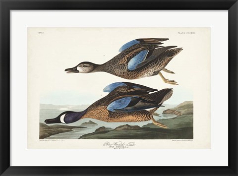 Framed Pl 313 Blue-winged Teal Print