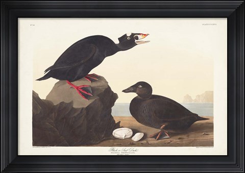 Framed Pl 317 Black or Surf Duck Print