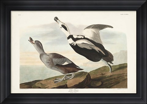 Framed Pl 332 Pied Working Duck Print