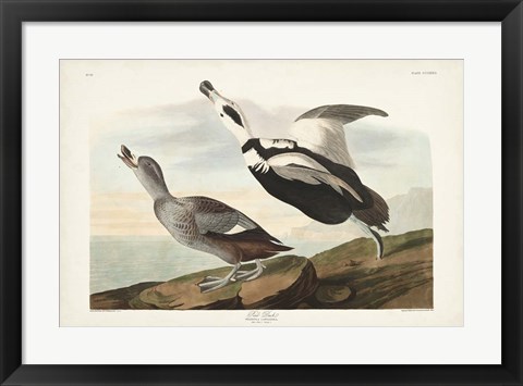 Framed Pl 332 Pied Working Duck Print