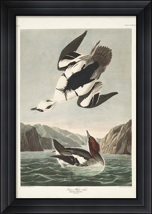 Framed Pl 347 Smen or White Nun Print