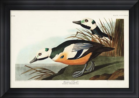 Framed Pl 429 Western Duck Print