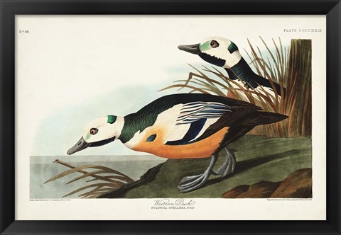 Framed Pl 429 Western Duck Print