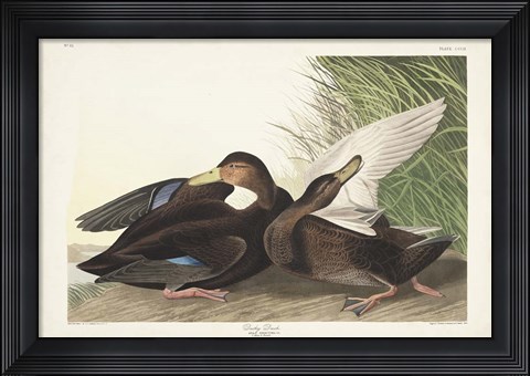 Framed Pl 302 Dusky Duck Print