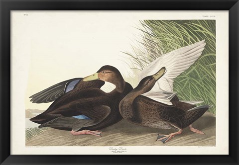 Framed Pl 302 Dusky Duck Print