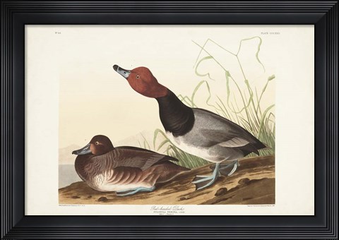 Framed Pl 322 Red-headed Duck Print