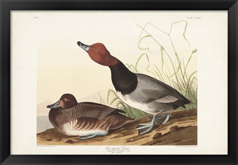 Framed Pl 322 Red-headed Duck Print