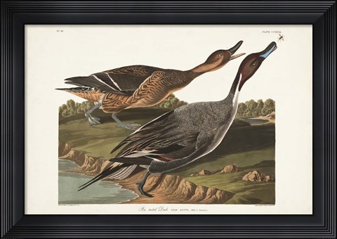 Framed Pl 227 Pin-tailed Duck Print