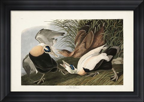 Framed PL 246 Eider Duck Print