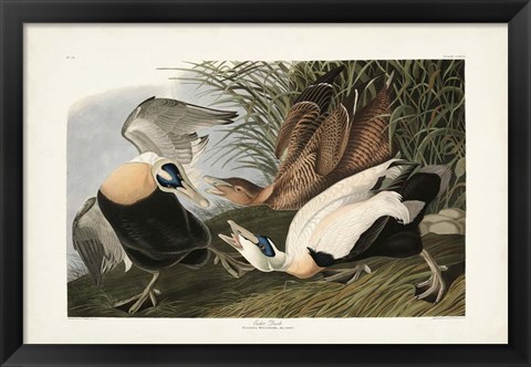 Framed PL 246 Eider Duck Print