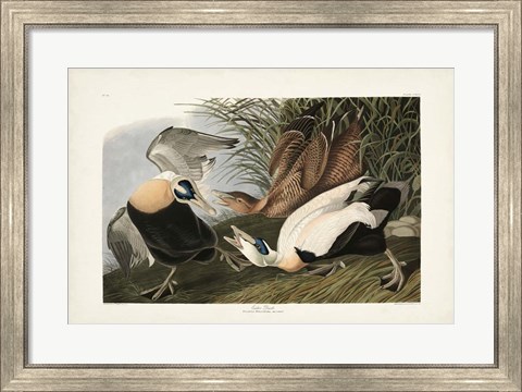 Framed PL 246 Eider Duck Print