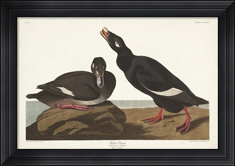 Framed Pl 247 Velvet Duck Print