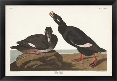 Framed Pl 247 Velvet Duck Print