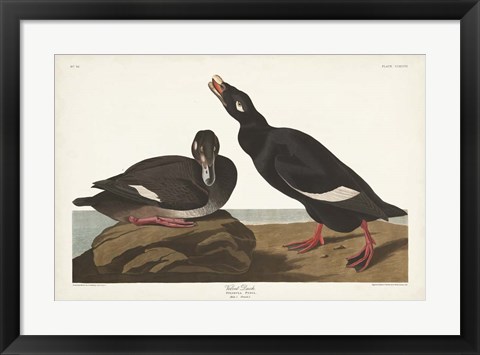 Framed Pl 247 Velvet Duck Print