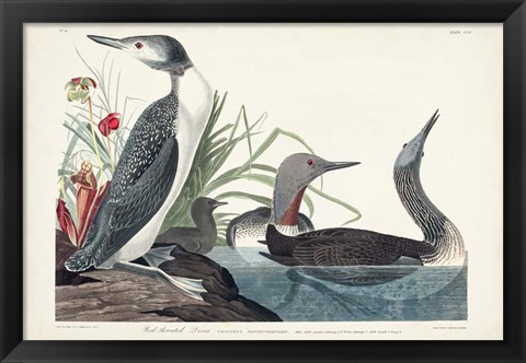 Framed Pl 202 Red-throated Diver Print