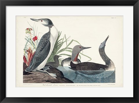 Framed Pl 202 Red-throated Diver Print
