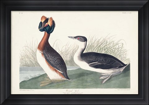 Framed Pl 259 Horned Grebe Print