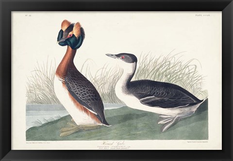 Framed Pl 259 Horned Grebe Print