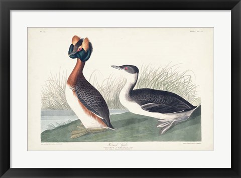 Framed Pl 259 Horned Grebe Print