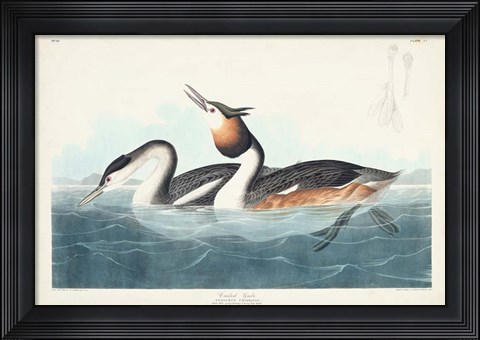 Framed Pl 292 Crested Grebe Print