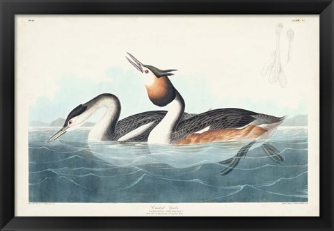 Framed Pl 292 Crested Grebe Print