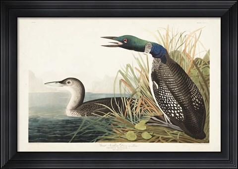 Framed Pl 306 Great Northern Diver or Loon Print