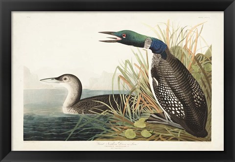 Framed Pl 306 Great Northern Diver or Loon Print