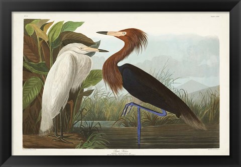 Framed Pl 256 Purple Heron Print