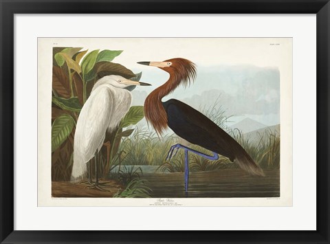 Framed Pl 256 Purple Heron Print