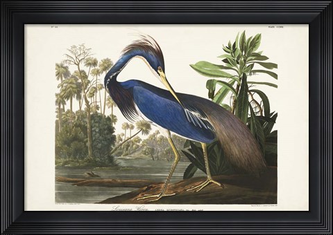 Framed Pl 217 Louisiana Heron Print