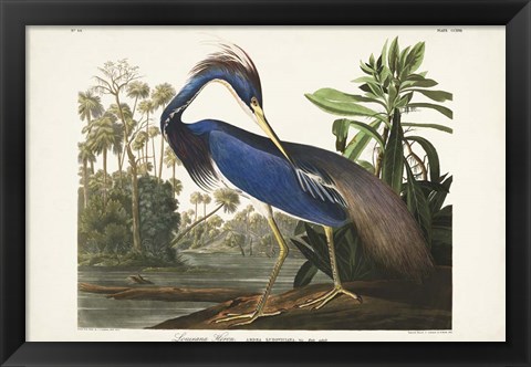 Framed Pl 217 Louisiana Heron Print