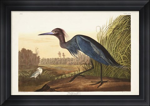 Framed Pl 307 Blue Crane or Heron Print