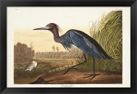 Framed Pl 307 Blue Crane or Heron Print