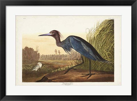 Framed Pl 307 Blue Crane or Heron Print