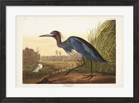 Framed Pl 307 Blue Crane or Heron Print