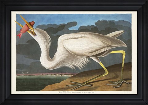 Framed Pl 281 Great White Heron Print