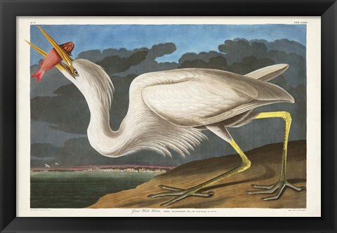 Framed Pl 281 Great White Heron Print