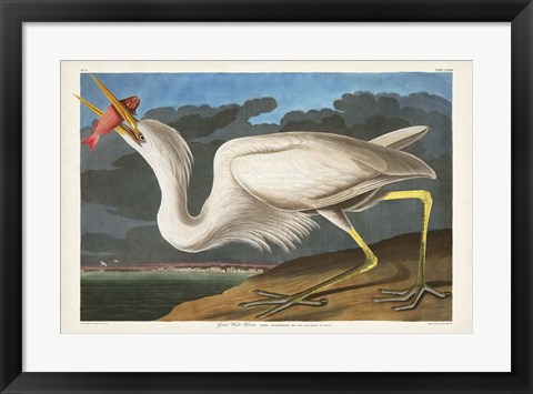 Framed Pl 281 Great White Heron Print