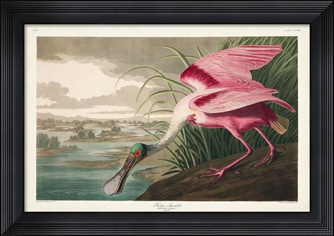 Framed Pl 321 Roseate Spoonbill Print