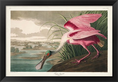 Framed Pl 321 Roseate Spoonbill Print