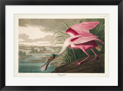 Framed Pl 321 Roseate Spoonbill Print