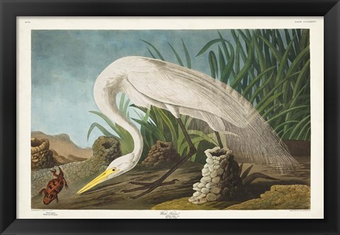 Framed Pl 386 White Heron Print