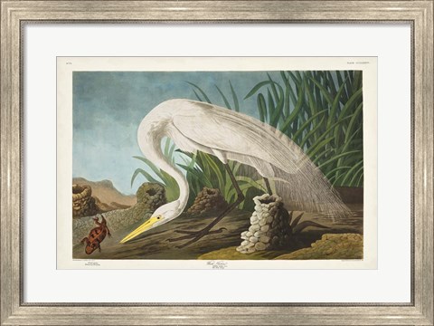 Framed Pl 386 White Heron Print