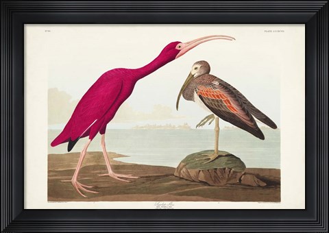 Framed Pl 397 Scarlet Ibis Print