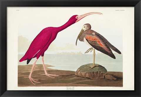 Framed Pl 397 Scarlet Ibis Print