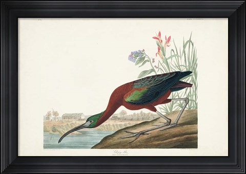 Framed Pl 387 Glossy Ibis Print