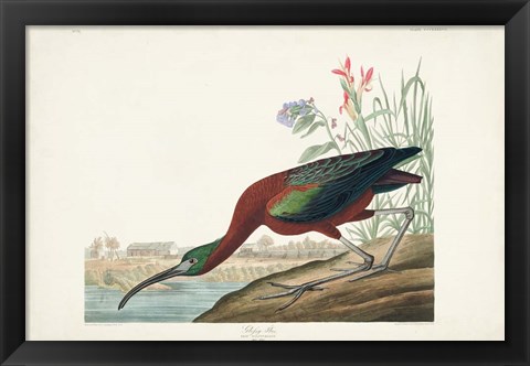 Framed Pl 387 Glossy Ibis Print