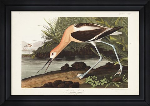 Framed Pl 318 American Avocet Print