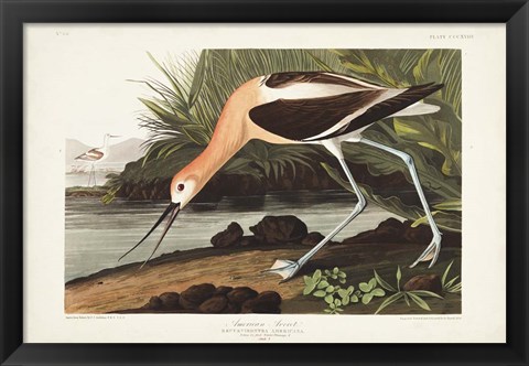 Framed Pl 318 American Avocet Print