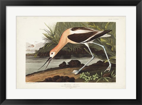 Framed Pl 318 American Avocet Print